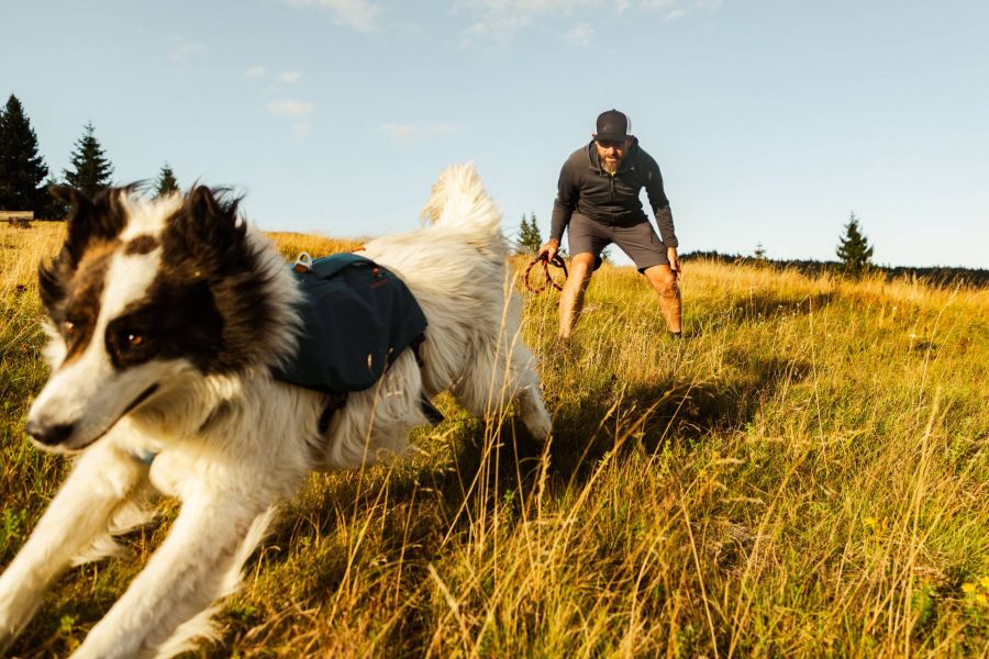 Royce Townhomes A man in shorts and a cap is holding onto a leash as his dog excitedly runs through a grassy field.